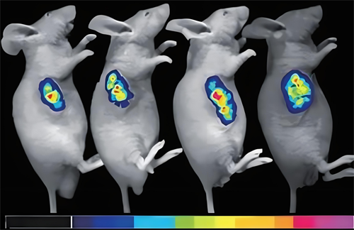 小动物活体成像介绍