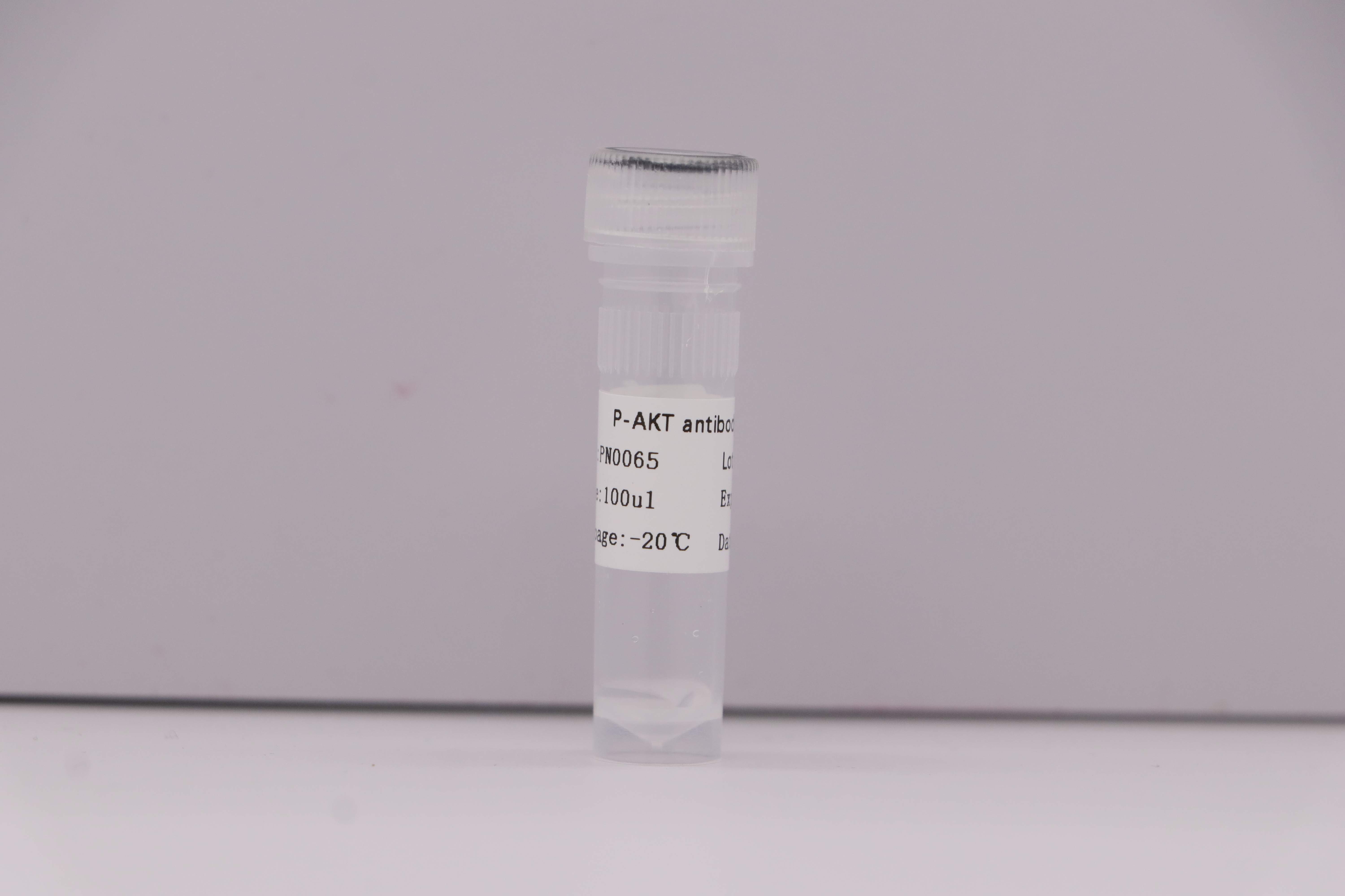 P-AKT antibody