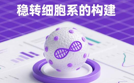稳转细胞系的构建