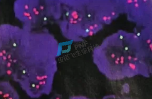 皮诺飞生物│病理实验外包服务：荧光原位杂交技术实验操作全面解析