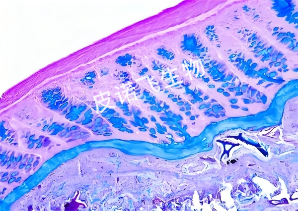 AB-PAS 黏液