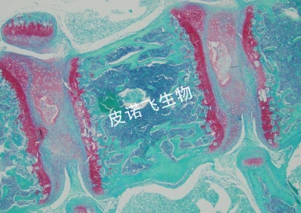 番红固绿 椎骨