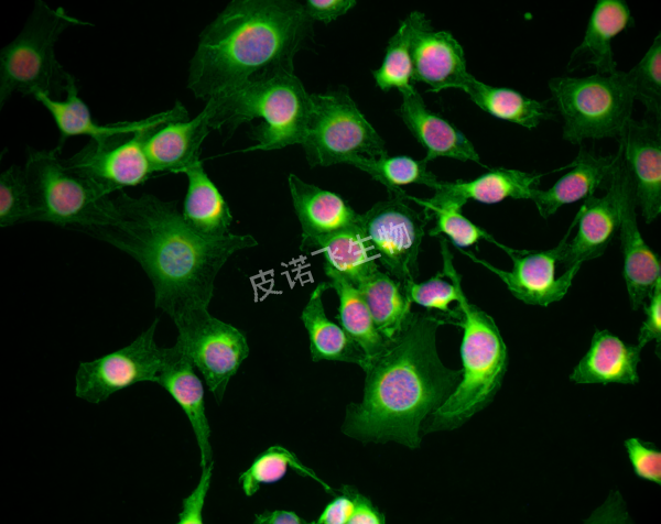 荧光双标 NIH-3T3 a-Actin MF525_PCNA MF675_DAPI