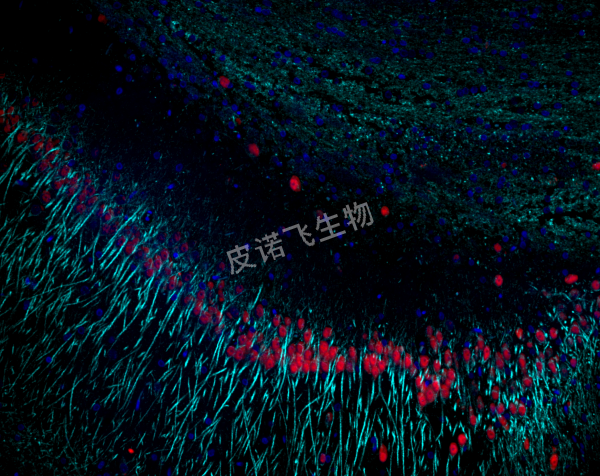 荧光双标 Hippocampus B-Tubulin MF485 Neun MF675 DAPI