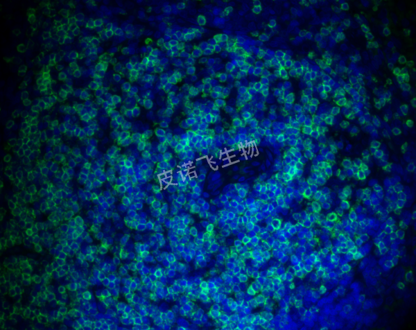 荧光单标SpleenCD3 MF525_ DAPI