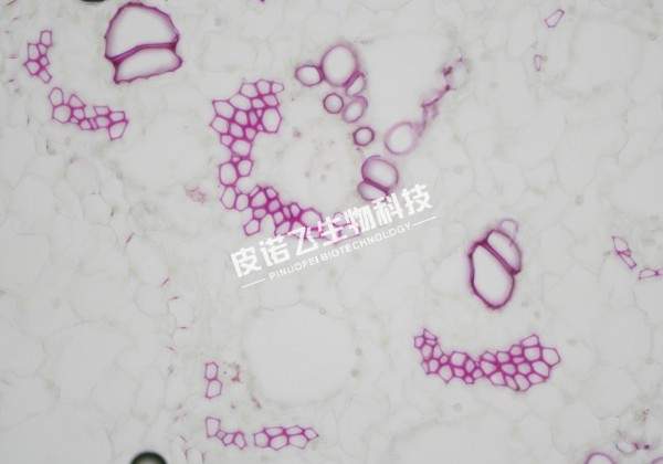 间苯三酚（冰切30um）