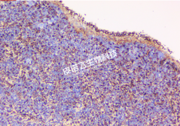 DAB加强法普鲁士蓝染色