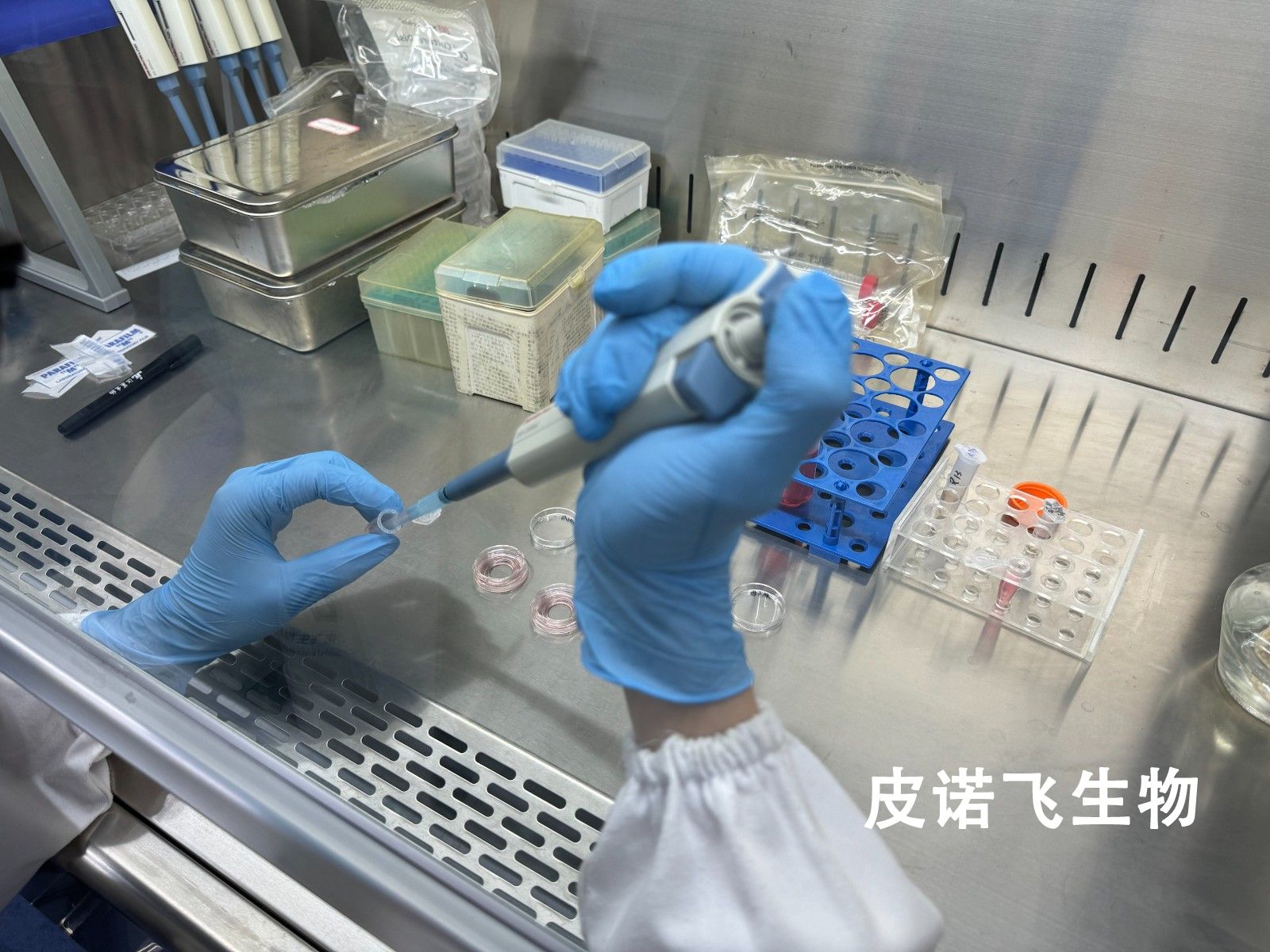 细胞培养服务 - 标准化、高质量的原代与传代细胞培养平台