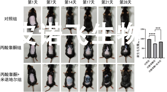 动物模型实验分享：雄激素性脱发（AGA）小鼠造模全流程及病理验证