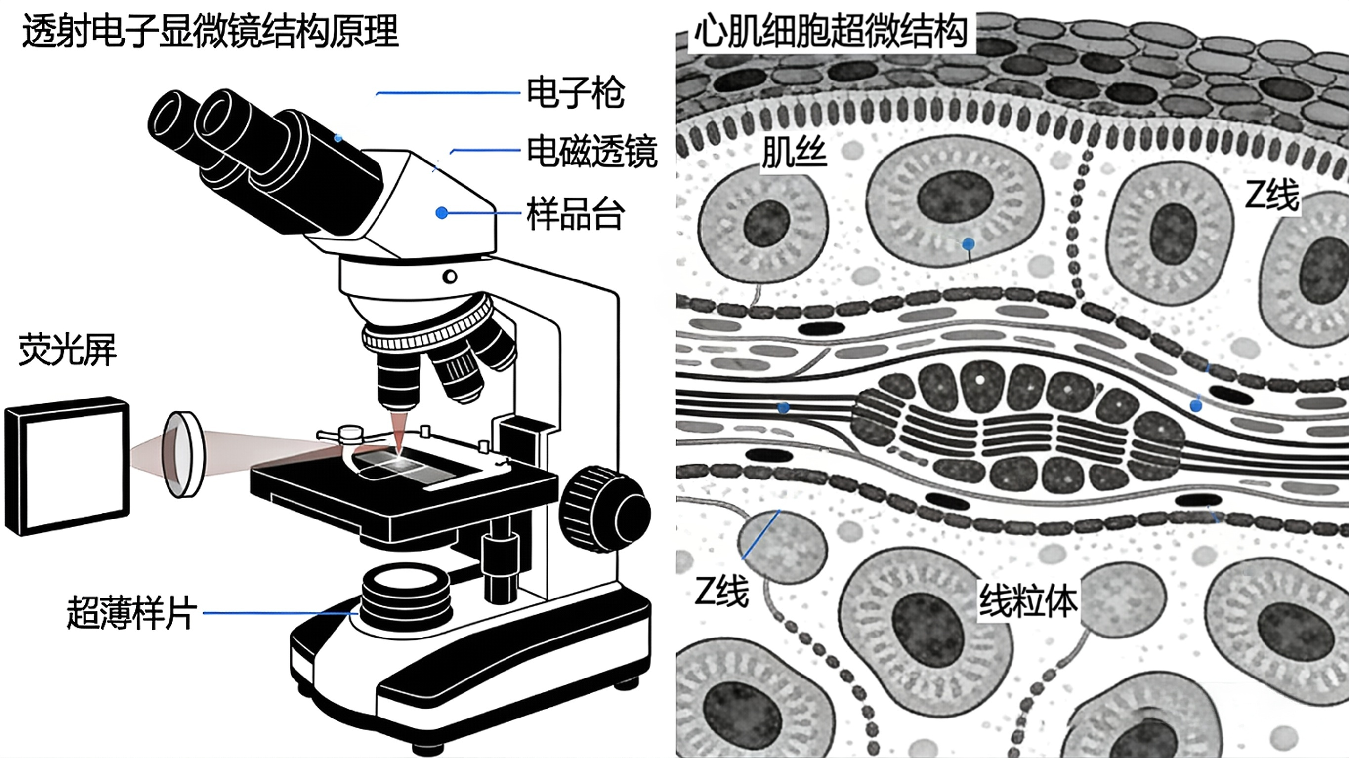 生成特定图片 (1).png