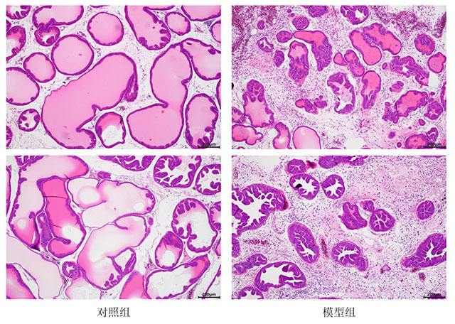 卡拉胶诱导前列腺炎模型