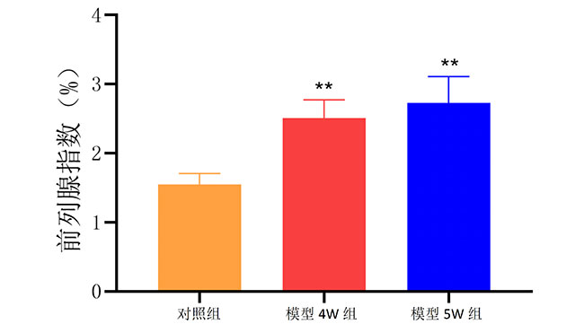 睾丸摘除联合丙酸睾酮构建前列腺增生模型