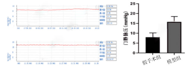 胆道结扎诱导胆汁性肝硬化模型