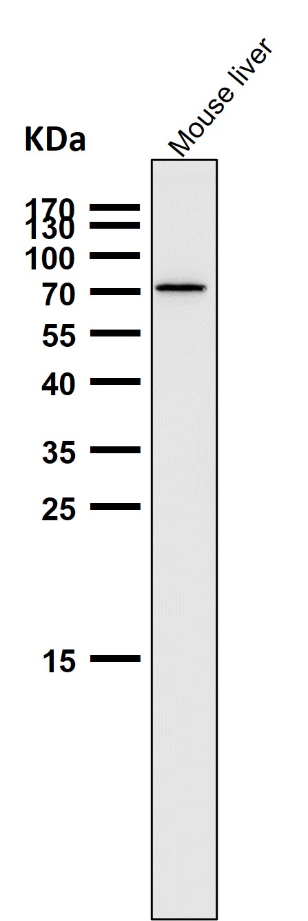 CY5167