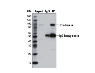 蛋白质免疫检测免疫共沉淀（CO-IP）