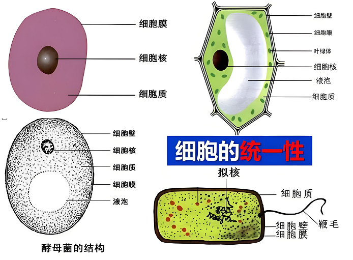 细胞培养的方法有哪些？