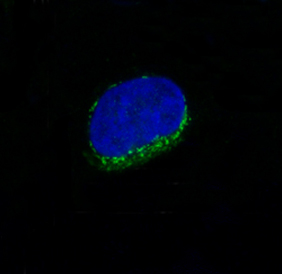 CD34 Ab