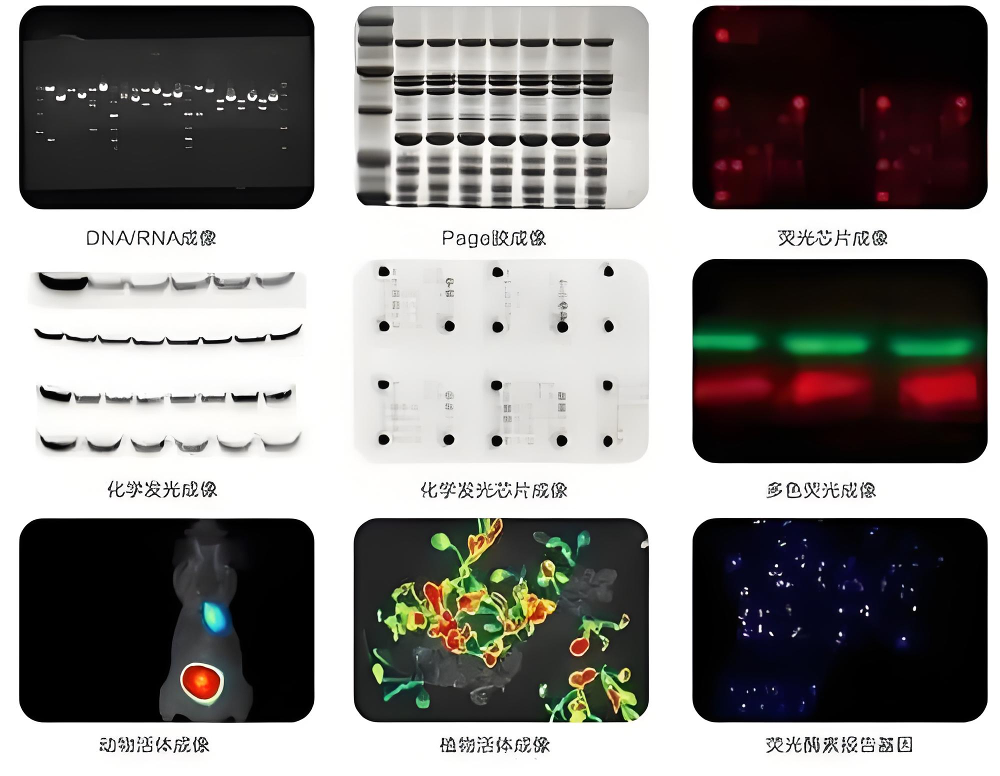 揭开免疫共沉淀的神秘面纱：探索领先企业的革新技术与市场动态