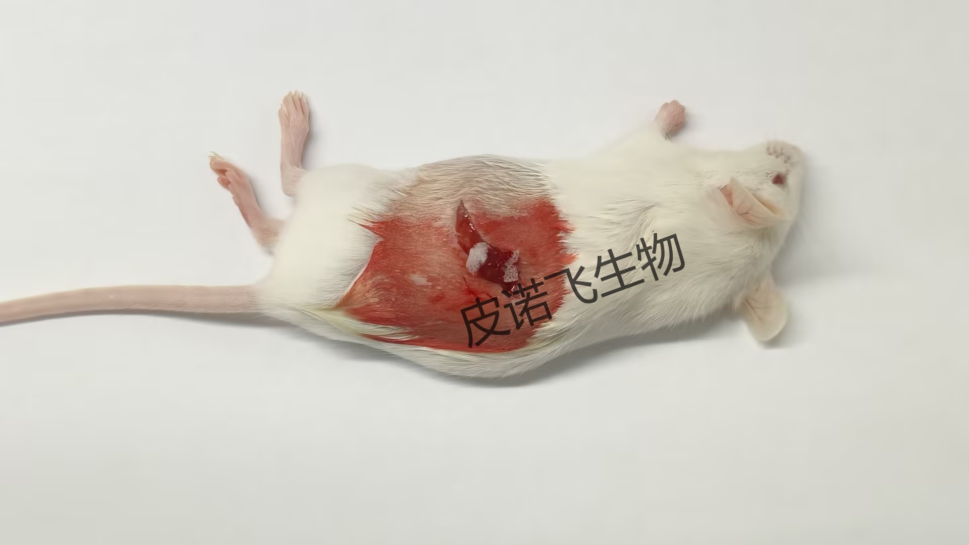 揭秘FSGS：从动物模型到新药研发的关键一步