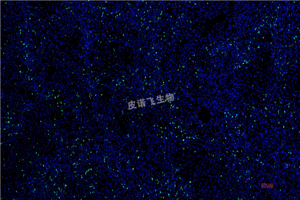 EDU绿(2)(1).png