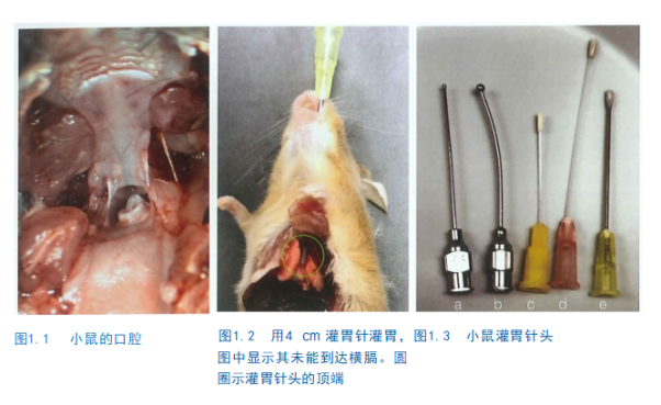 小鼠灌胃给药技术