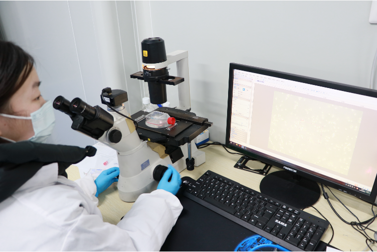 分子细胞实验服务：解码生命精密机制的专业钥匙
